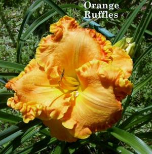 Orange Ruffles (Smith-Harry, 2012)